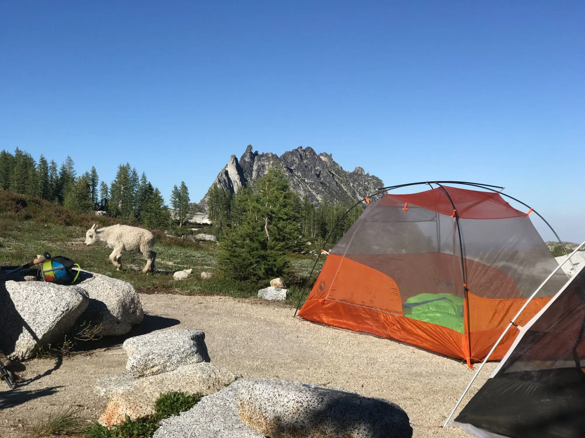 Campsite in the Enchantments with mountain goat and Dragontail Peak behind