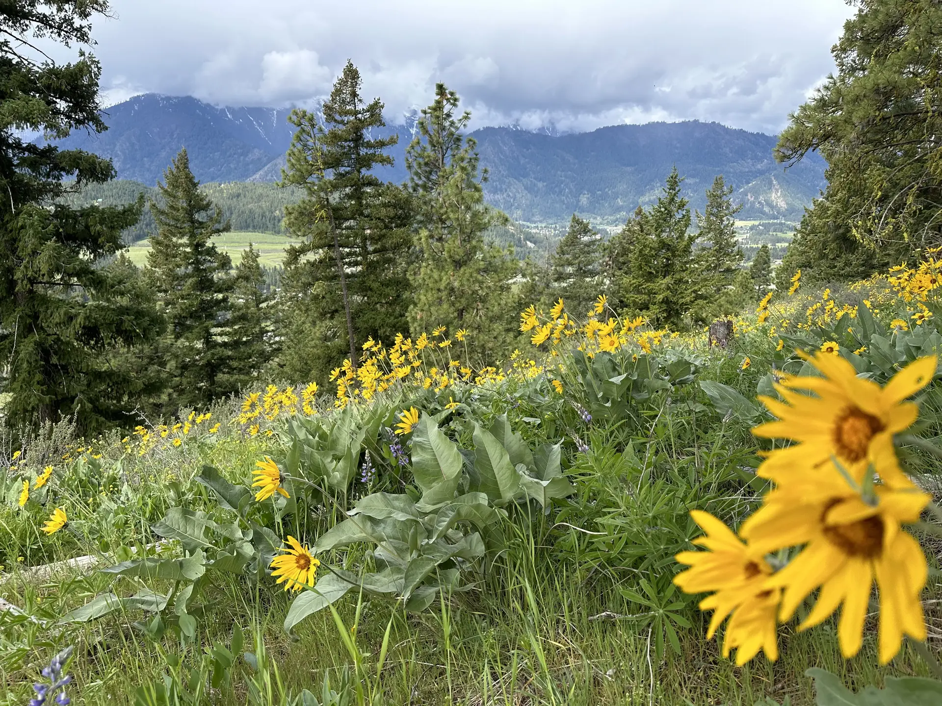 Balsamroot wildflowers in bloom with Leavenworth visible in the valley below