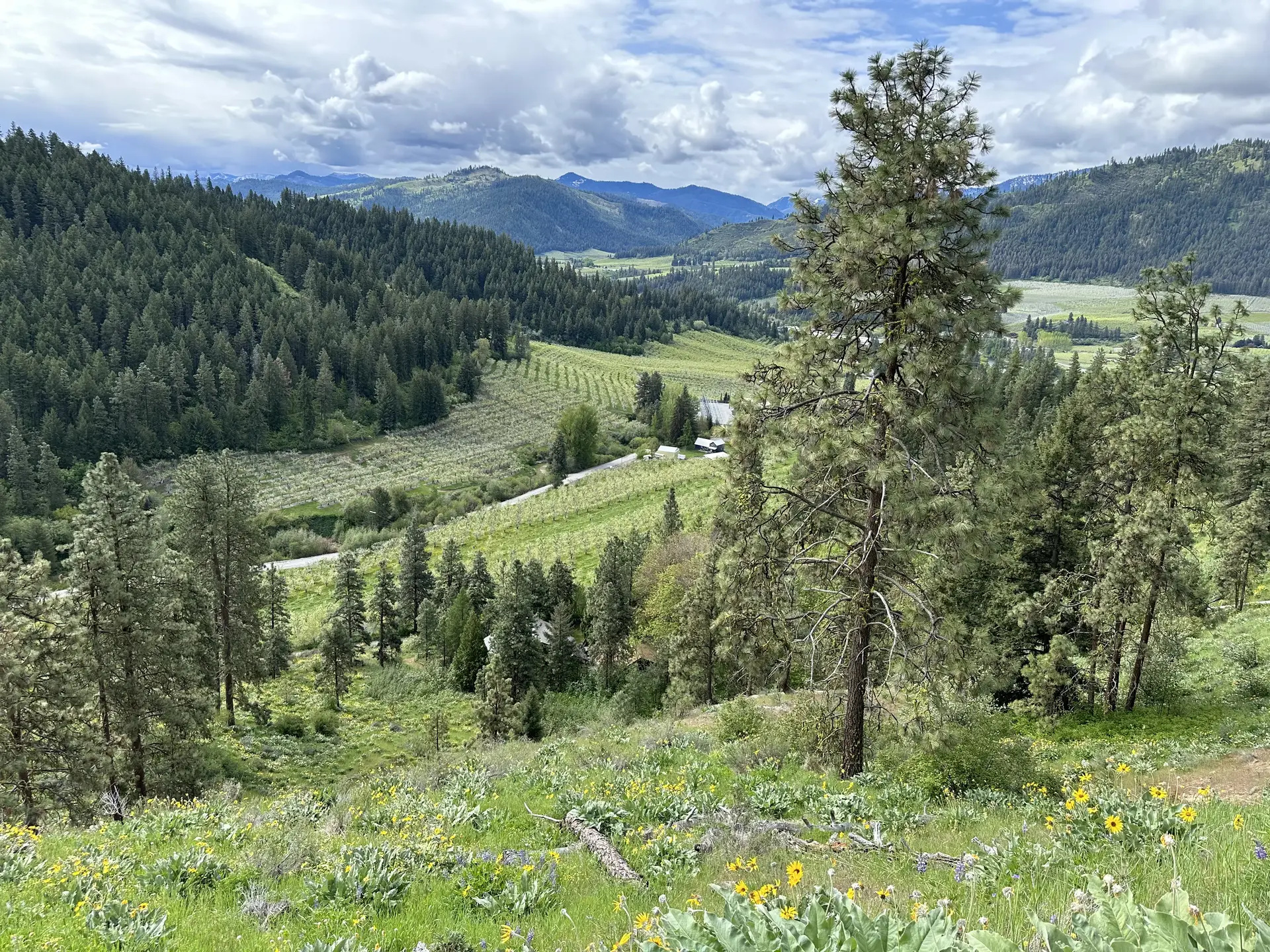 View from Sauer Mountain over orchards and the Wenatchee Valley with balsamroot in foreground
