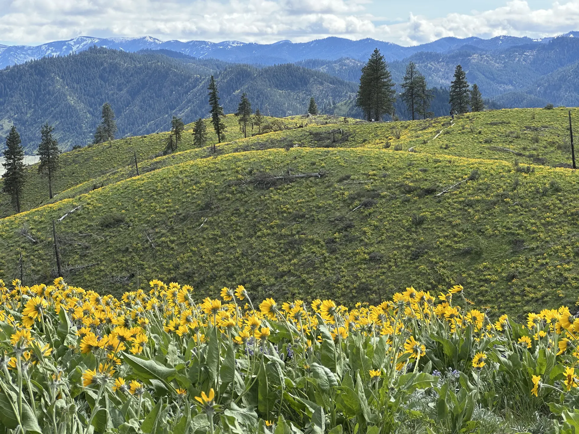 Arrowleaf balsamroot wildflowers covering Ski Hill above Leavenworth with snow-capped Cascades behind